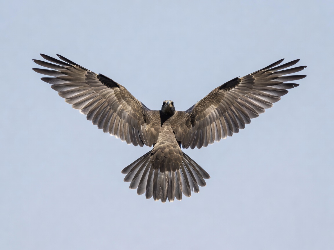 Bird in flight showing wing shape and tail feathers